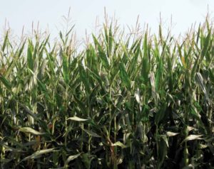 Glyphosate resistant corn