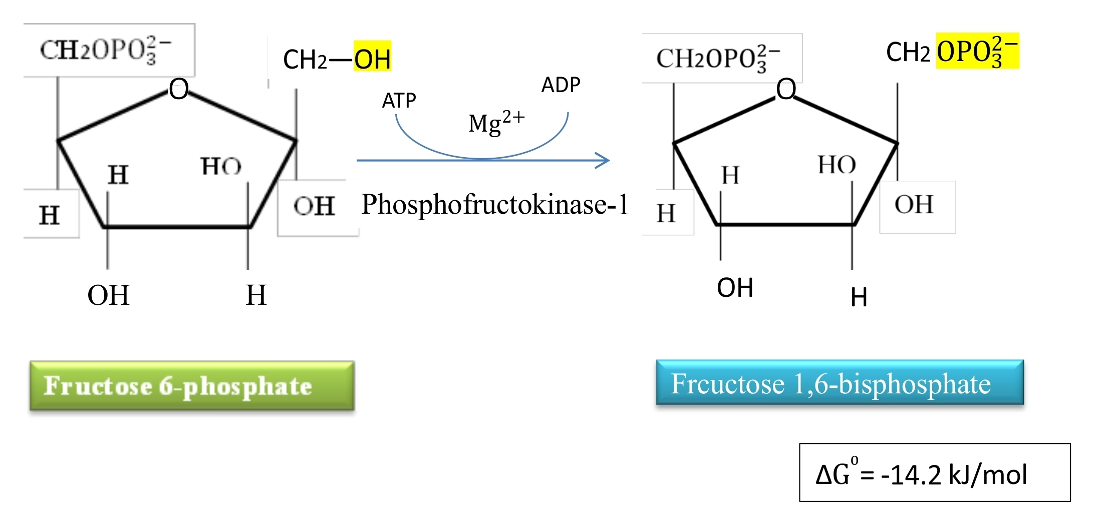 glycolysis-phases-reactions-of-glycolysis-simplinotes