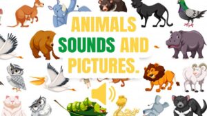 List of Animal Sound Names - English Vocabulary - Learn English